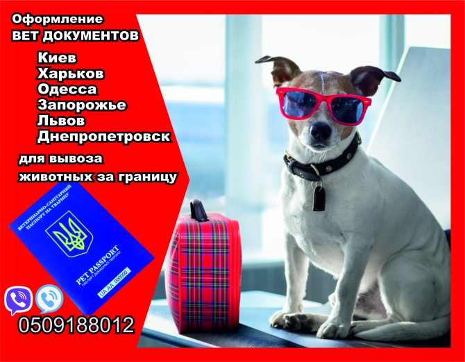 Оформлення вет документів для вивезення собаки з України до Європи - изображение 1