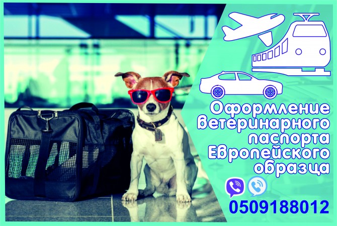 Довідка на титри, ветеринарний паспорт - изображение 1