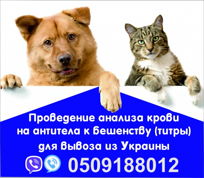 Аналіз на сказ Євродовідка для собак титри на антитіла Офіційно - изображение 1