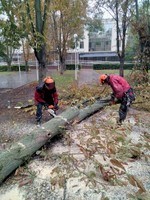 Корчевание пней. обрезка деревьев, сада, спил дерева, уборка Одеса - изображение 1