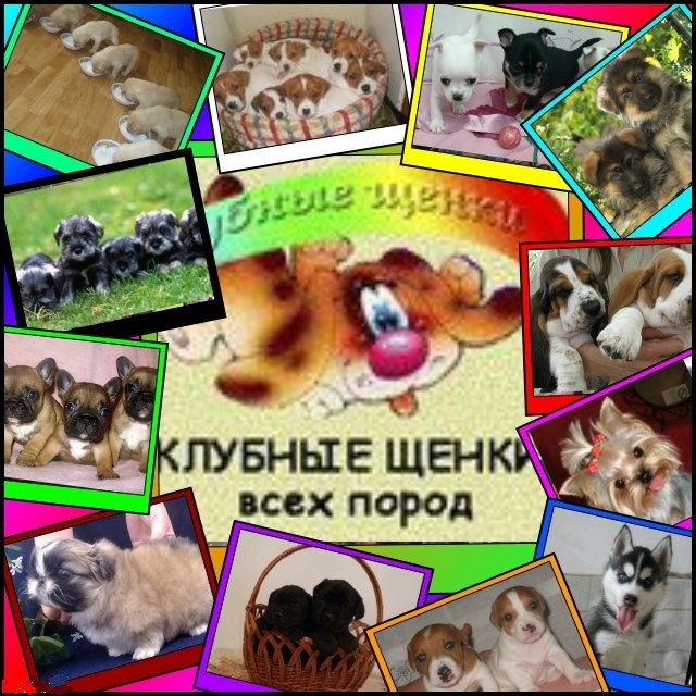 Клубные щенки разных пород - изображение 1
