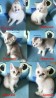 Шотландские котята, чистокровные, короткошерстные