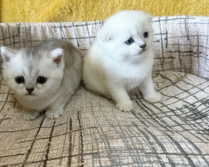 Шотландские котята, чистокровные, короткошерстные - изображение 1