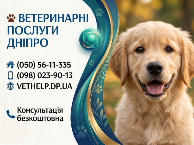 Ветеринар на дім Дніпро – Кастрація, Стерилізація, Лікування тварин - изображение 1