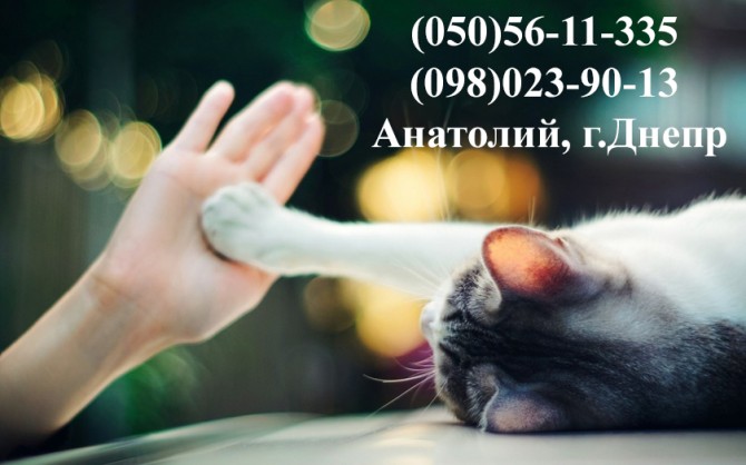 Ветеринар на дім Дніпро – Кастрація, Стерилізація, Лікування тварин - изображение 1