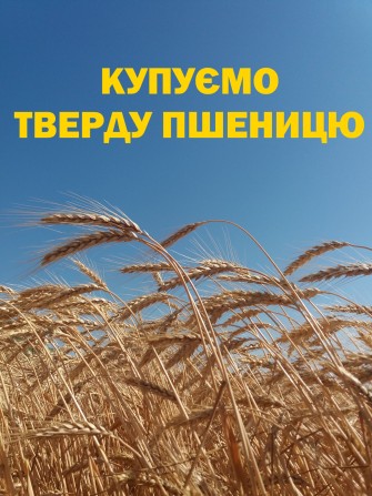 Купуємо ТВЕРДУ пшеницю - изображение 1